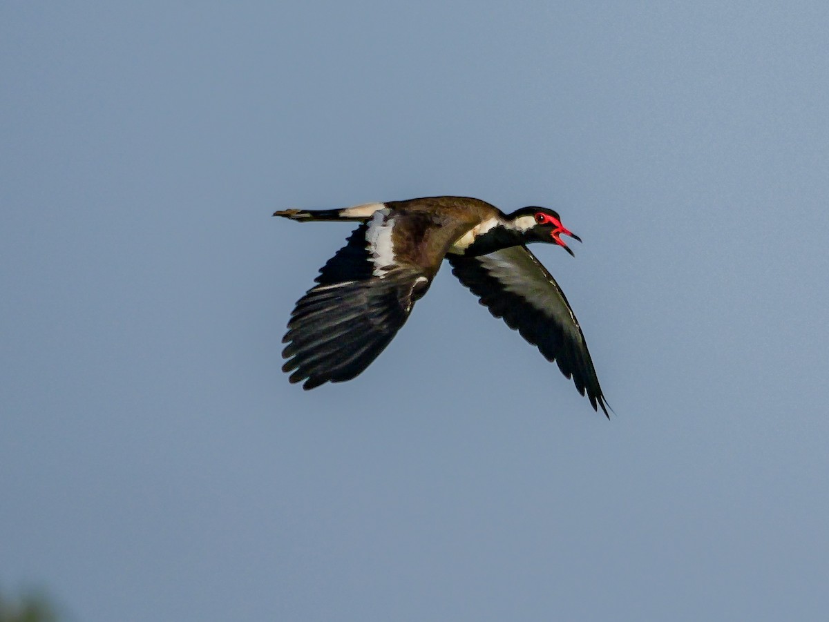 Vanneau indien - ML647546094