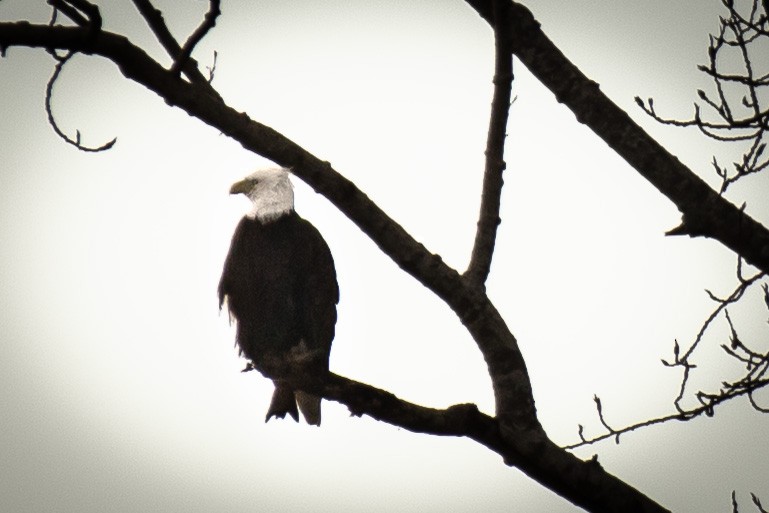 Pygargue à tête blanche - ML647546095