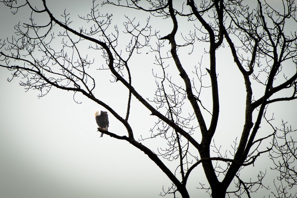 Pygargue à tête blanche - ML647546096