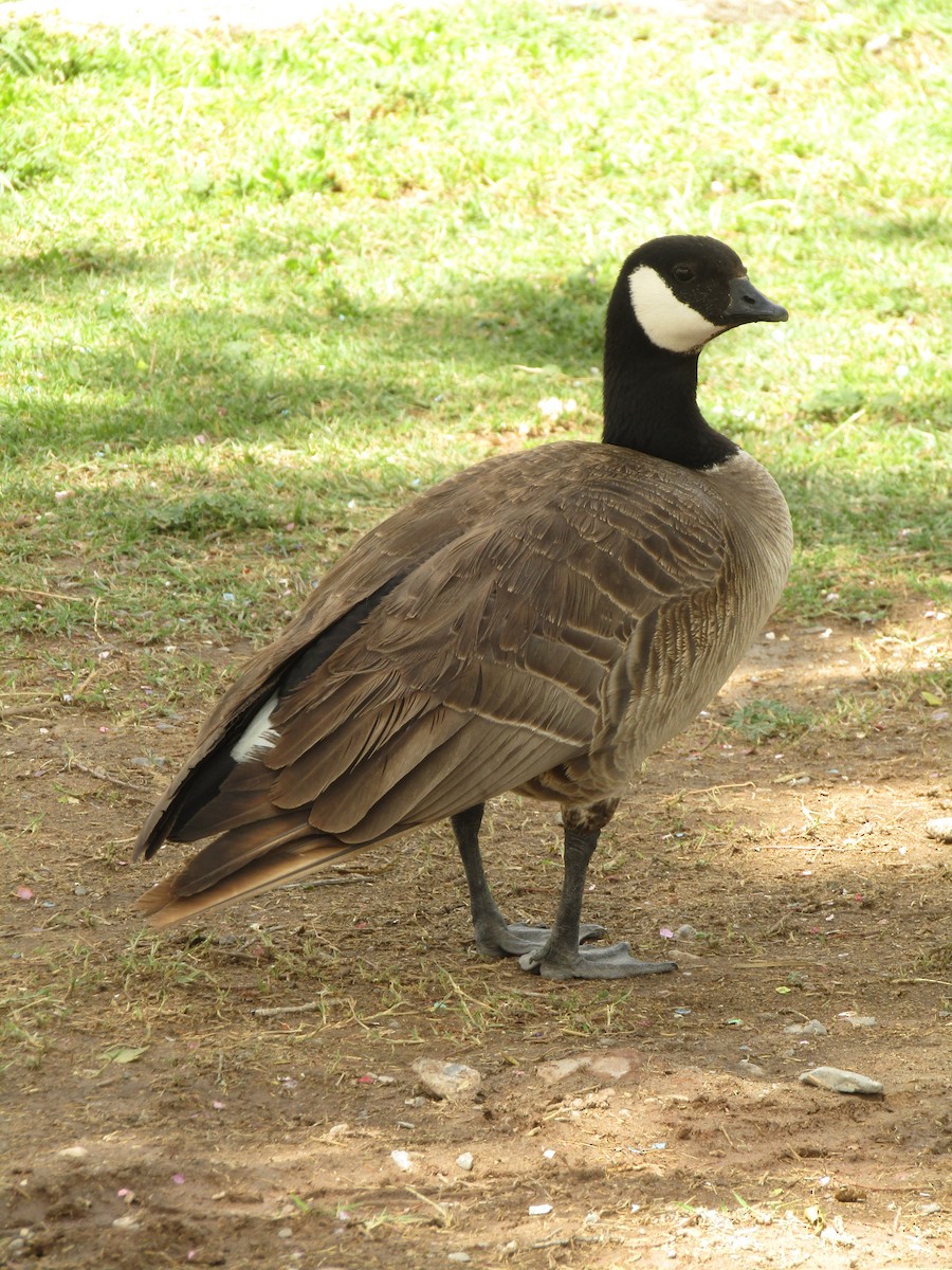 Cackling Goose - ML647546097