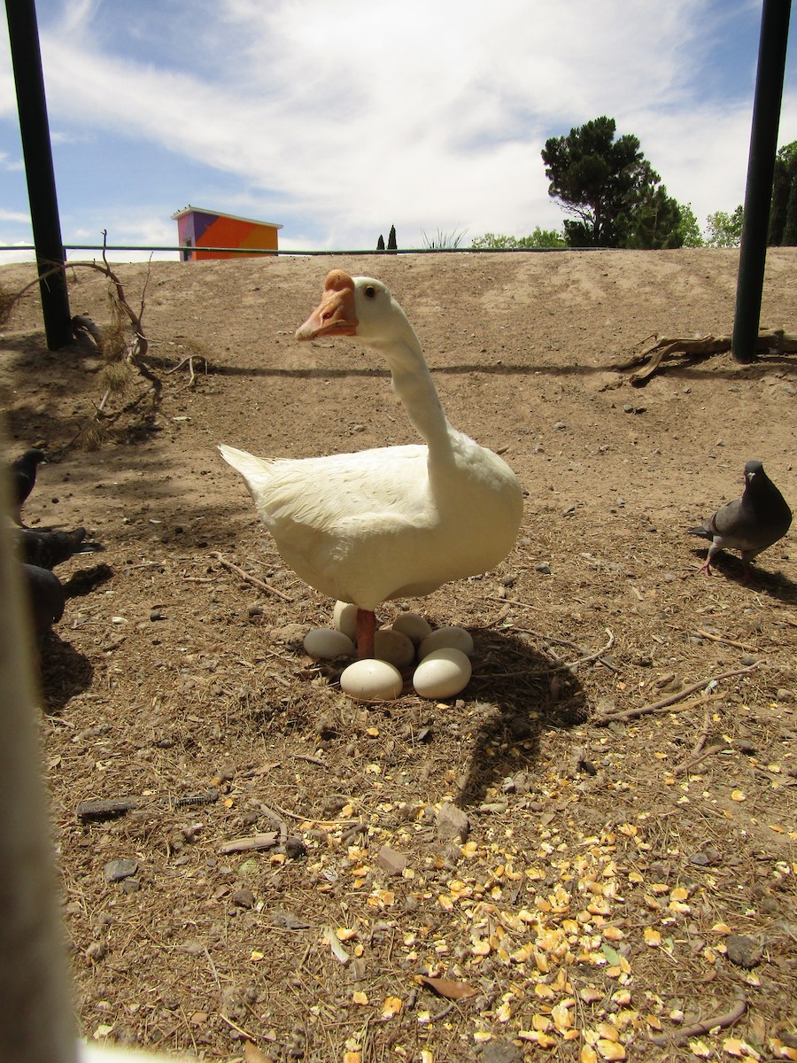 Graylag x Swan Goose (hybrid) - ML647546100