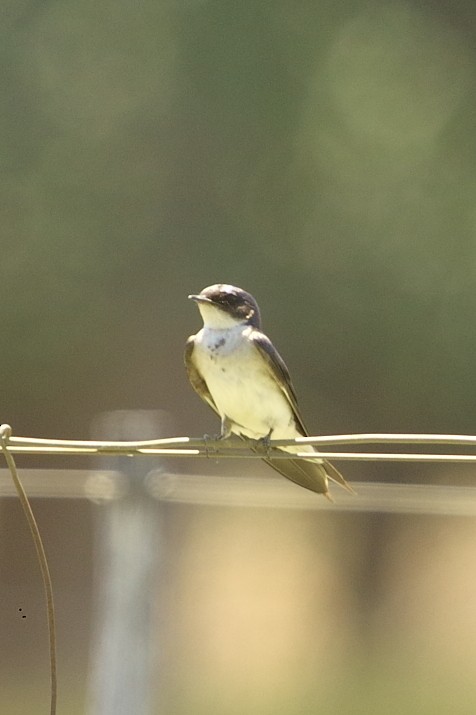 Pearl-breasted Swallow - ML647546101