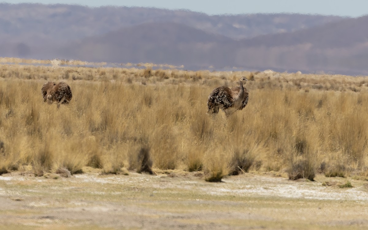 Lesser Rhea (Puna) - ML647546103
