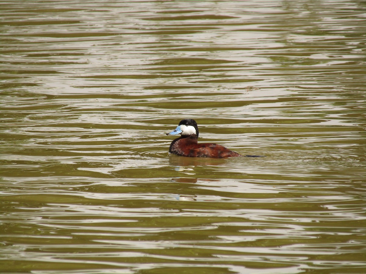Ruddy Duck - ML647546105