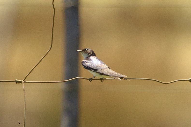 Pearl-breasted Swallow - ML647546106