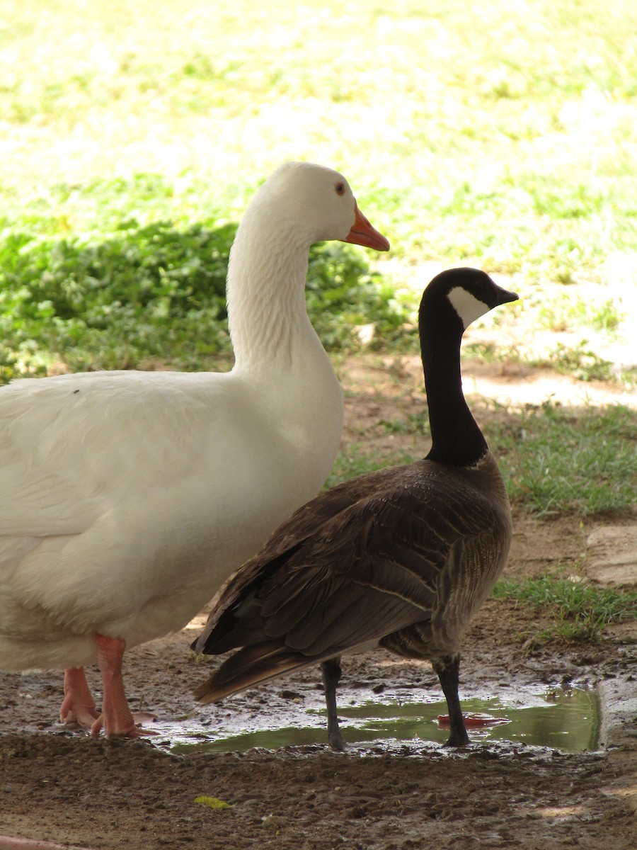 Cackling Goose - ML647546107