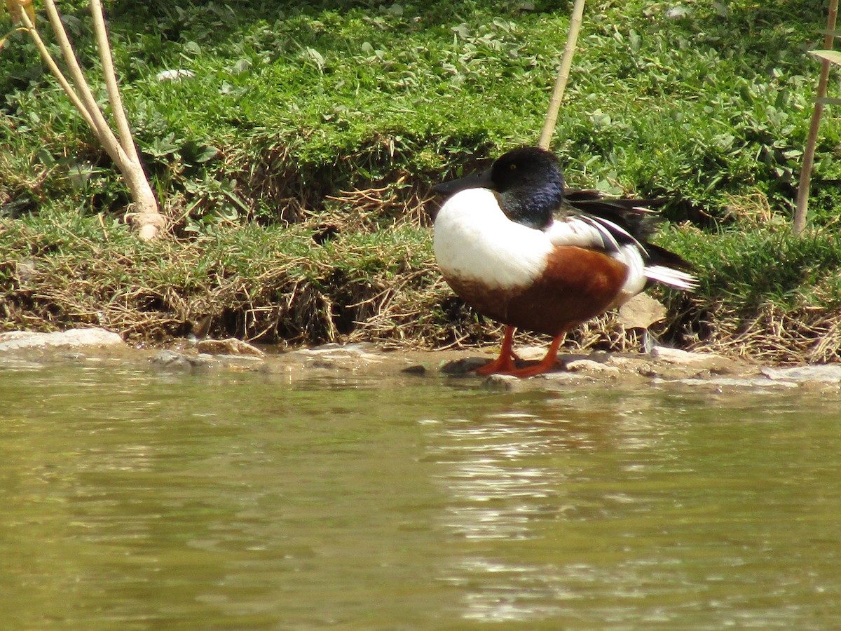 Cuchara Común - ML647546118