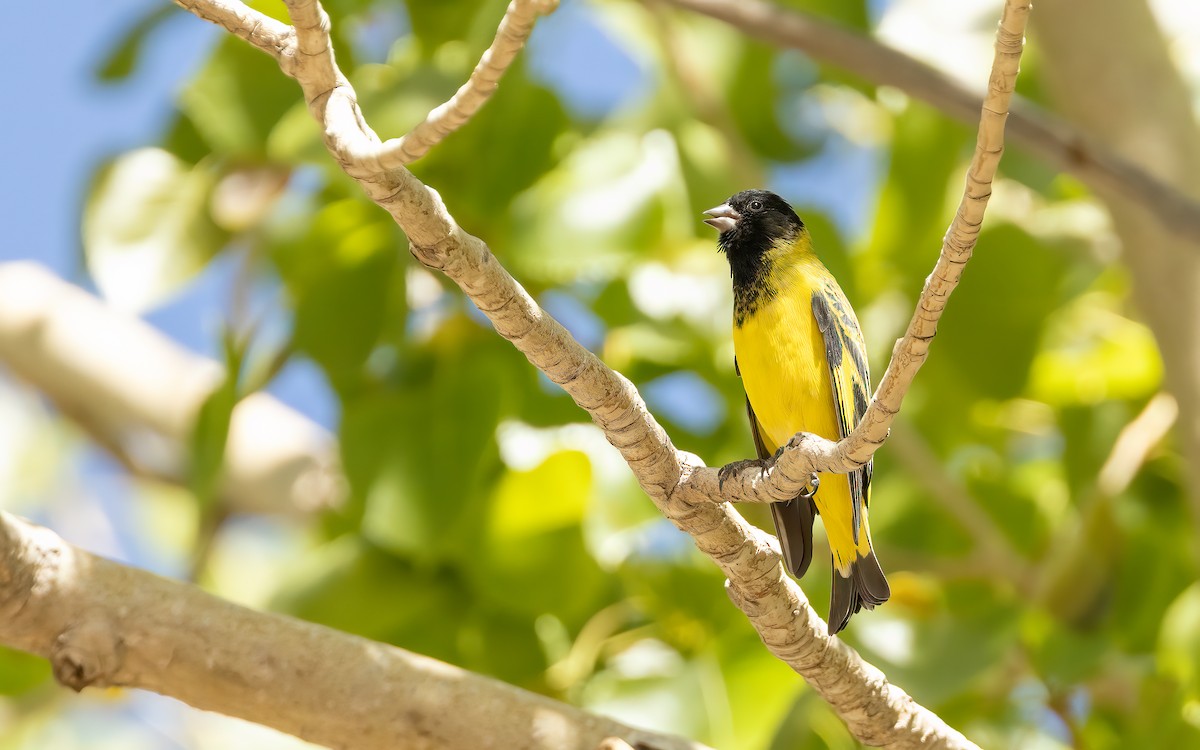 Hooded Siskin - ML647546142