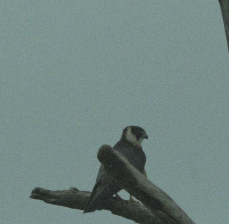 Australian Hobby - ML647546170