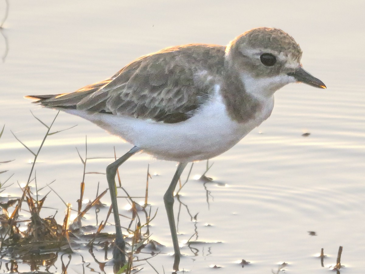 Tibetan Sand-Plover - ML647546171
