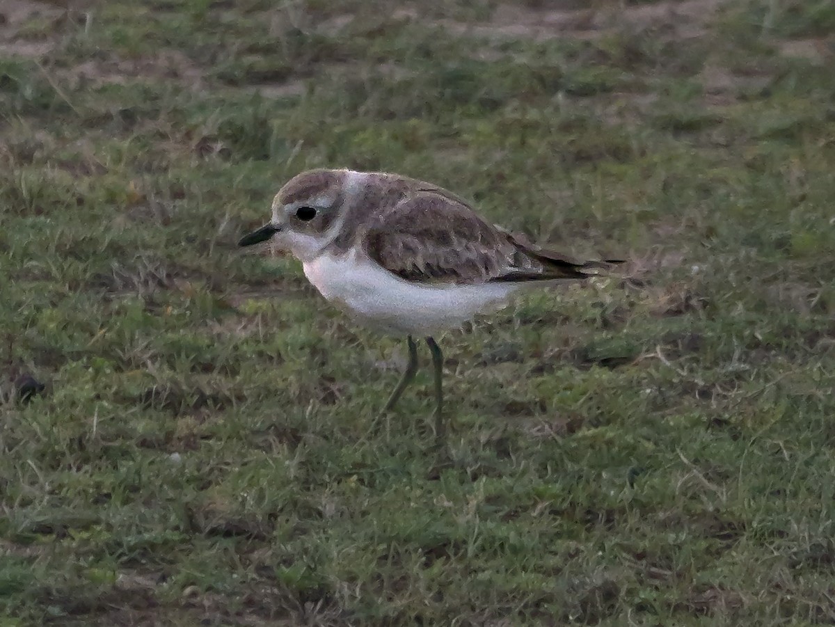 Tibetan Sand-Plover - ML647546172