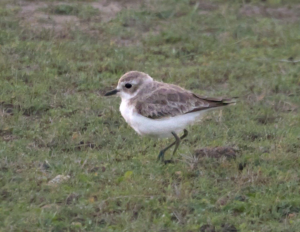 Tibetan Sand-Plover - ML647546173
