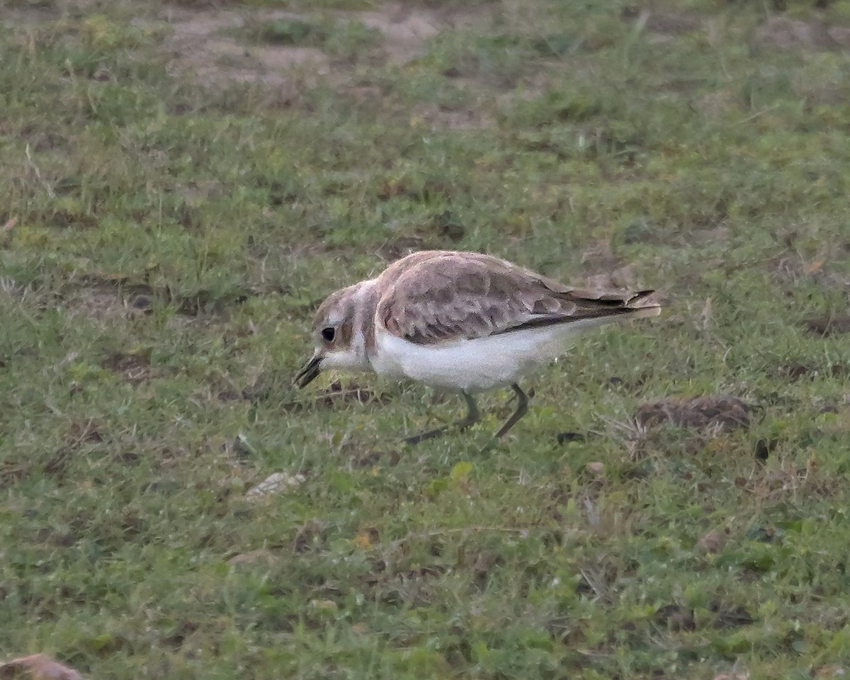 Tibetan Sand-Plover - ML647546174