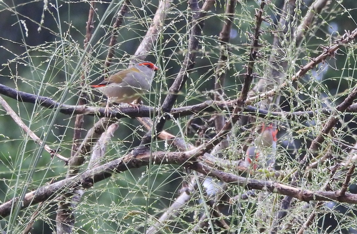 Red-browed Firetail - ML647546181