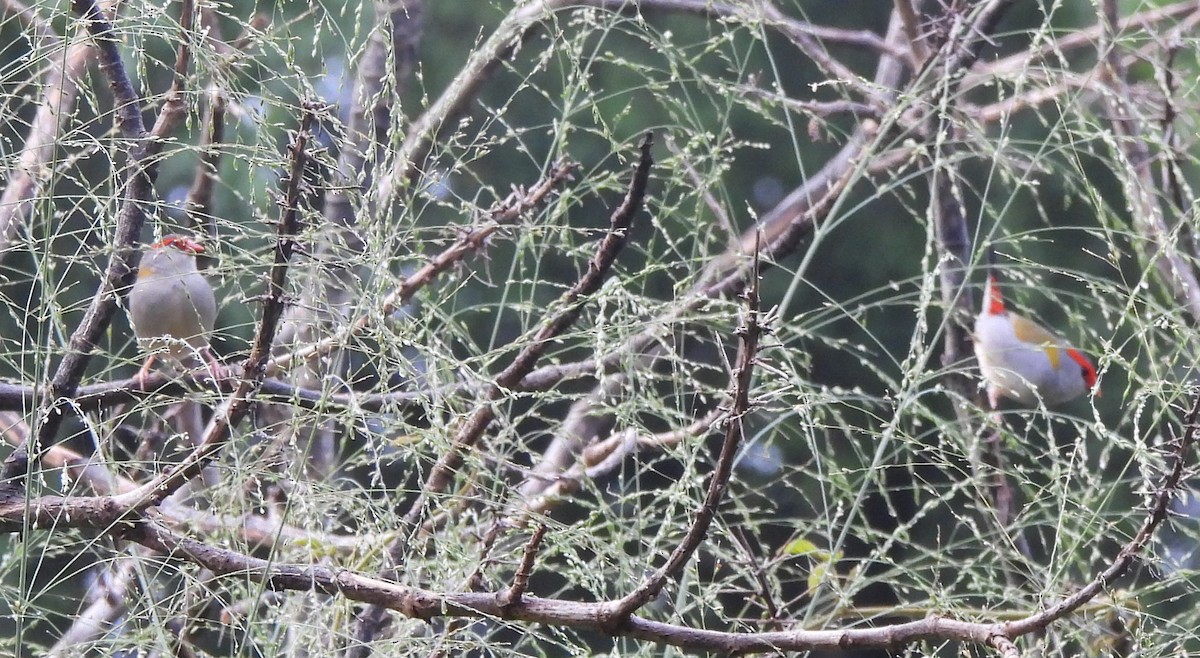 Red-browed Firetail - ML647546182