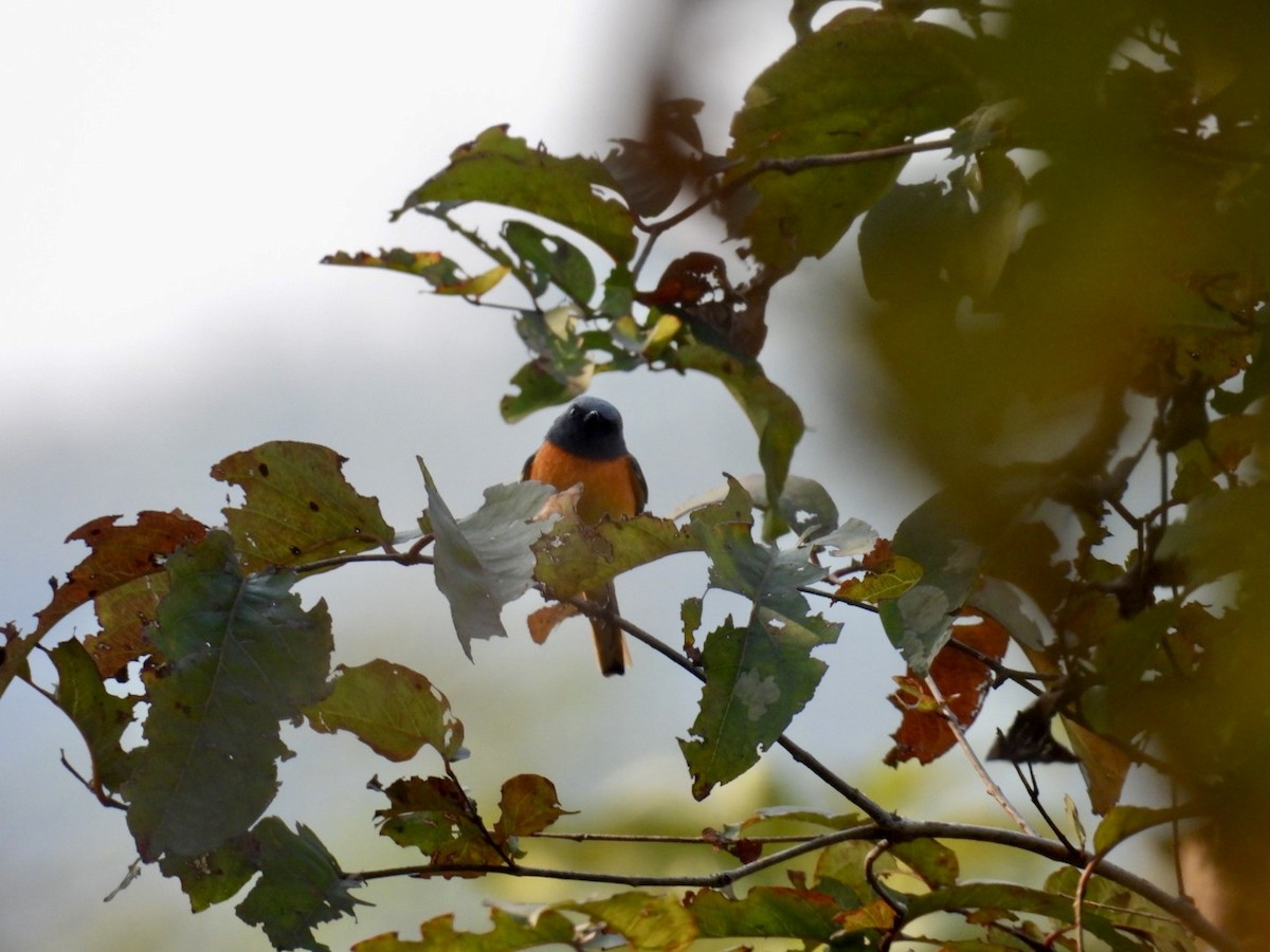 Small Minivet - ML647546189