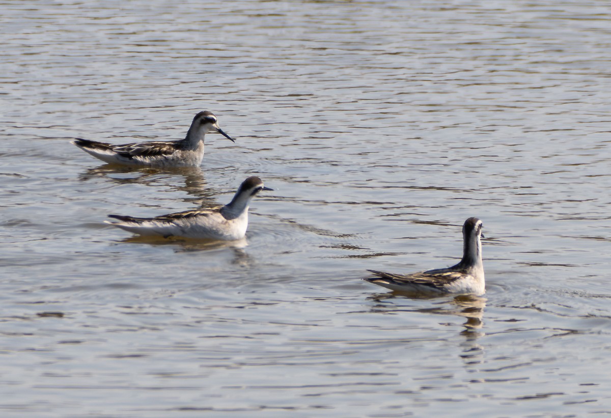 Red-necked Phalarope - ML647546191