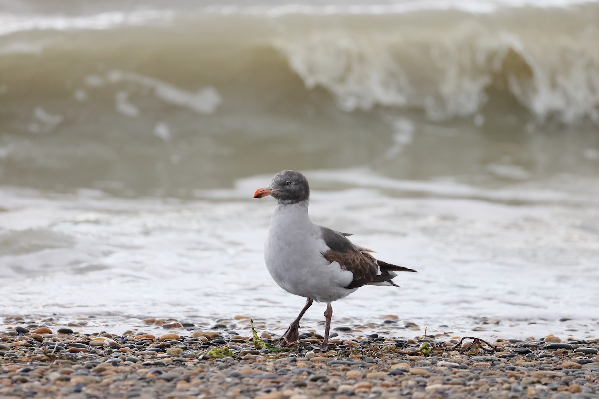 Dolphin Gull - ML647546192
