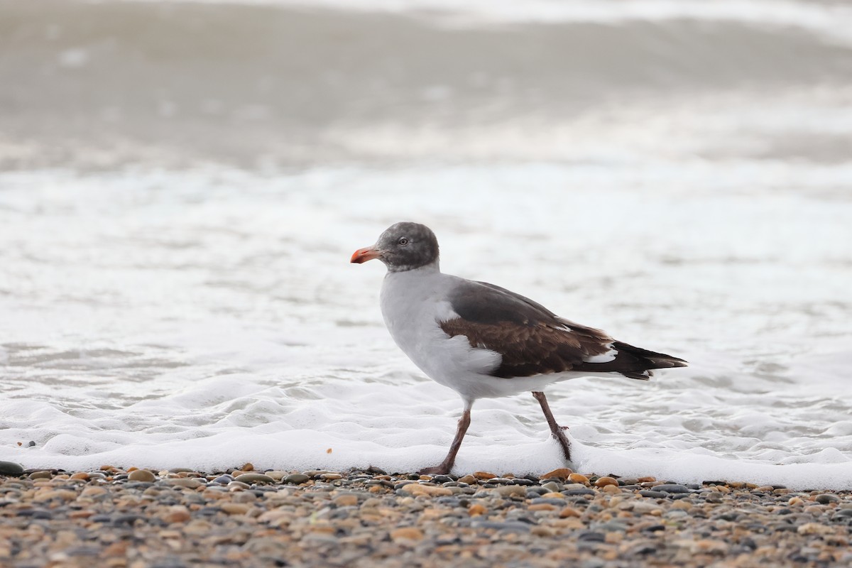 Dolphin Gull - ML647546193