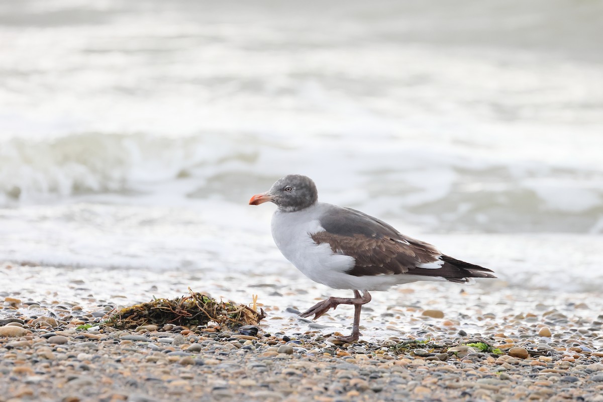 Dolphin Gull - ML647546195