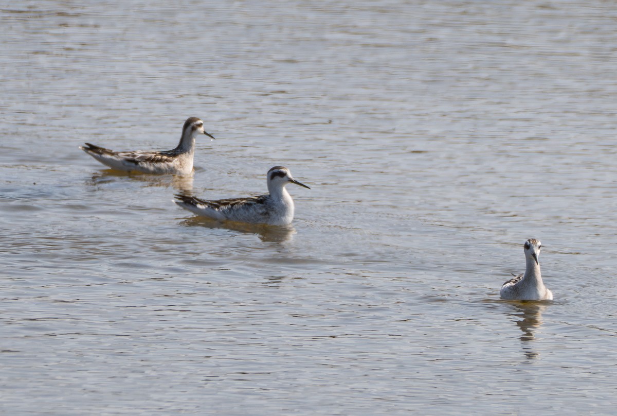 Red-necked Phalarope - ML647546197