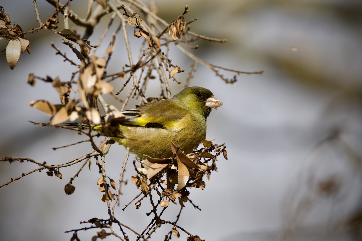 Oriental Greenfinch - ML647546200