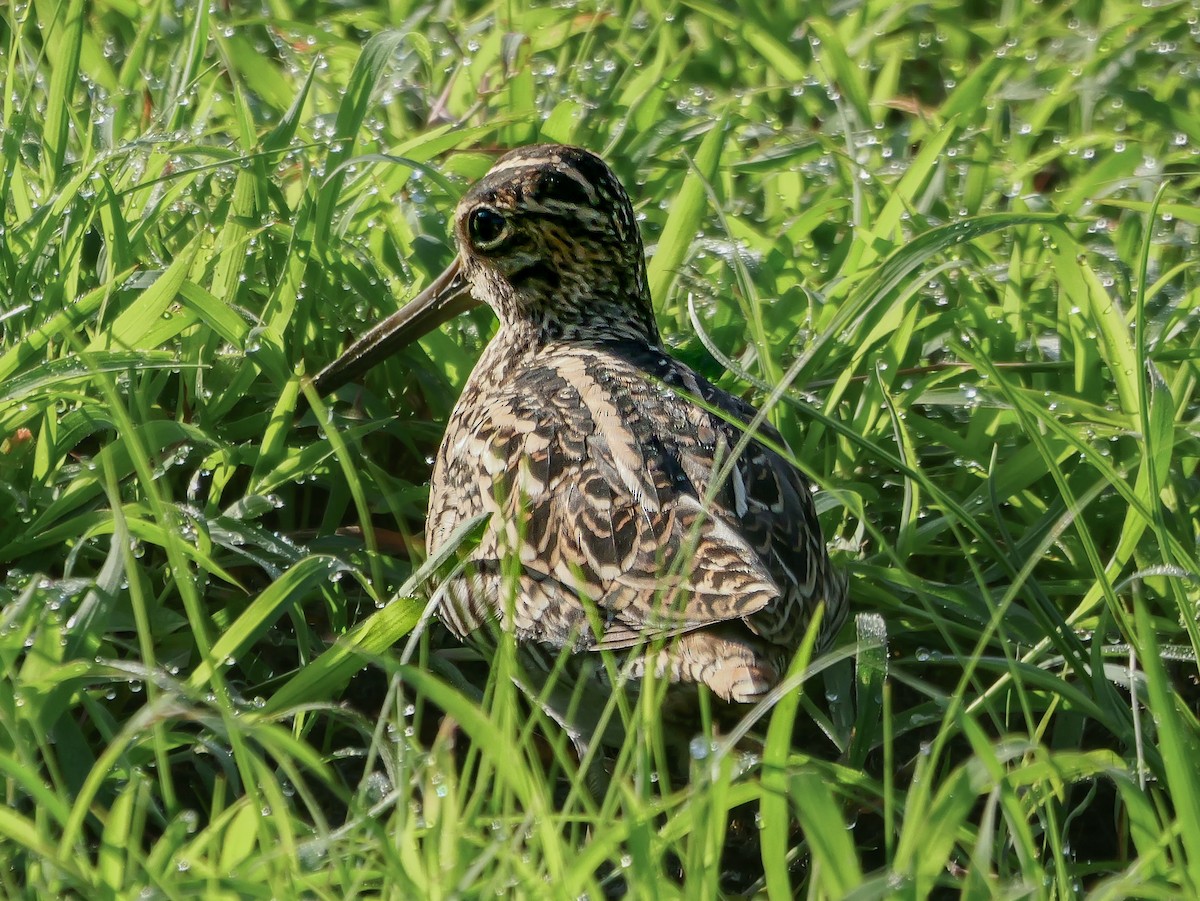 ハリオシギ - ML647546203