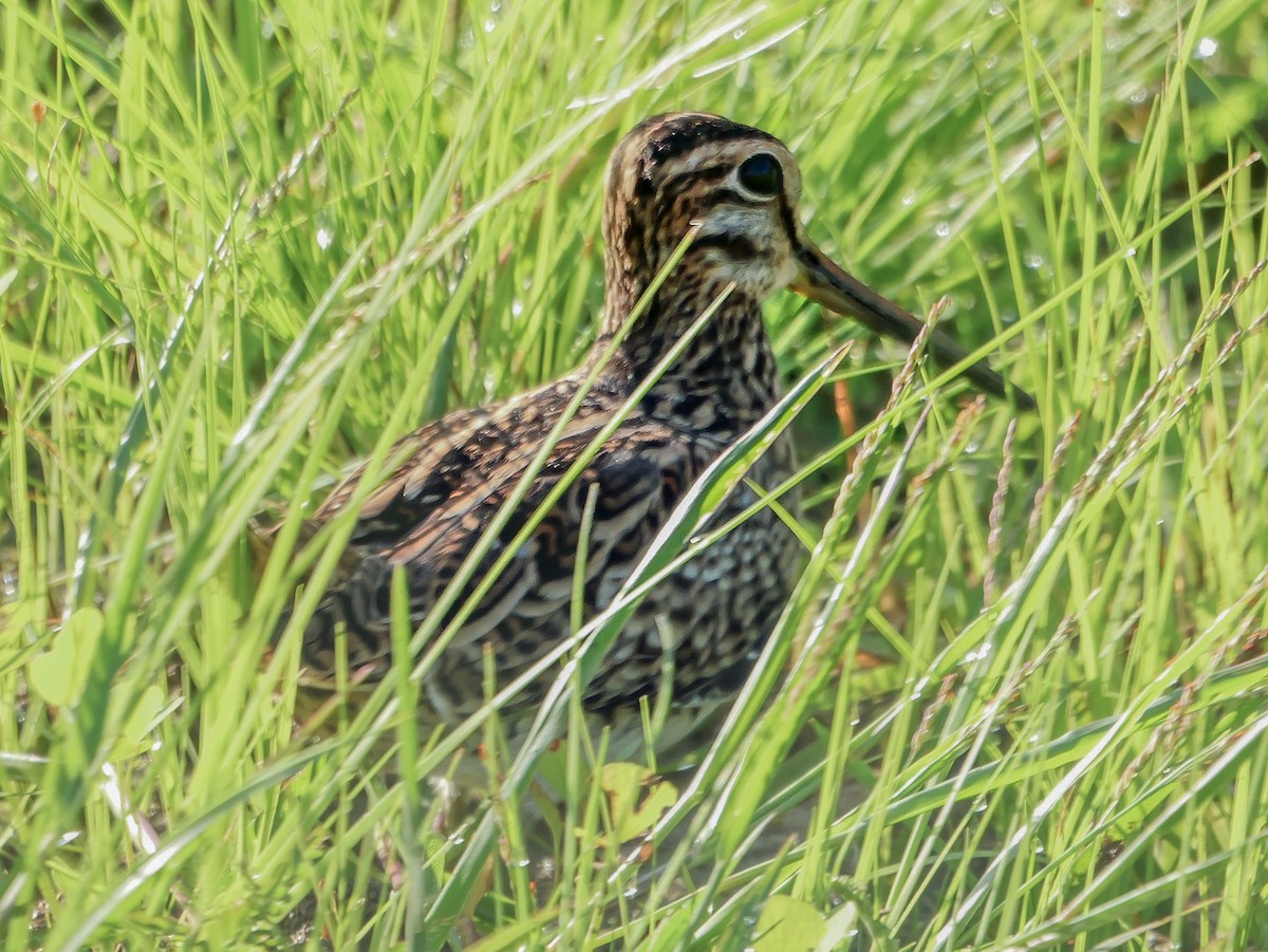 ハリオシギ - ML647546204