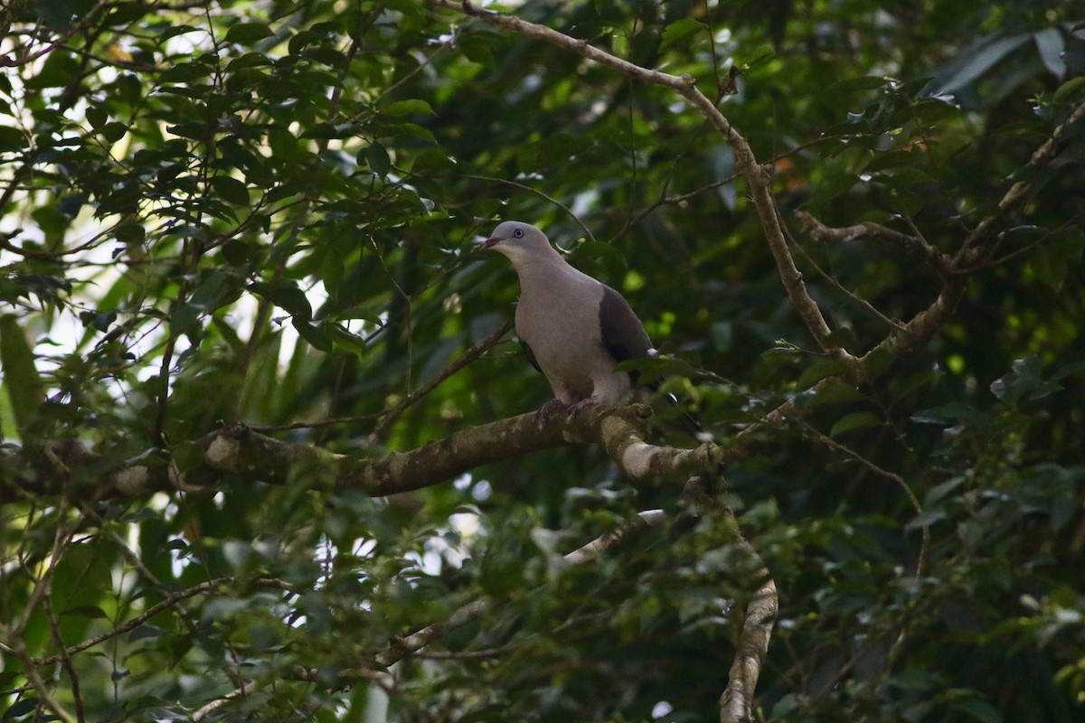 Mountain Imperial-Pigeon - ML647546208