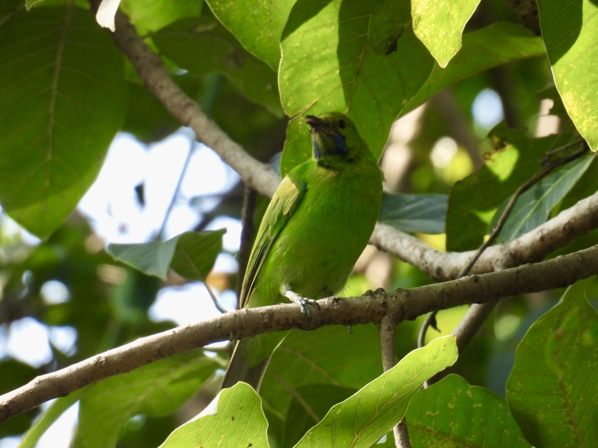 Золотолобая листовка - ML647546217