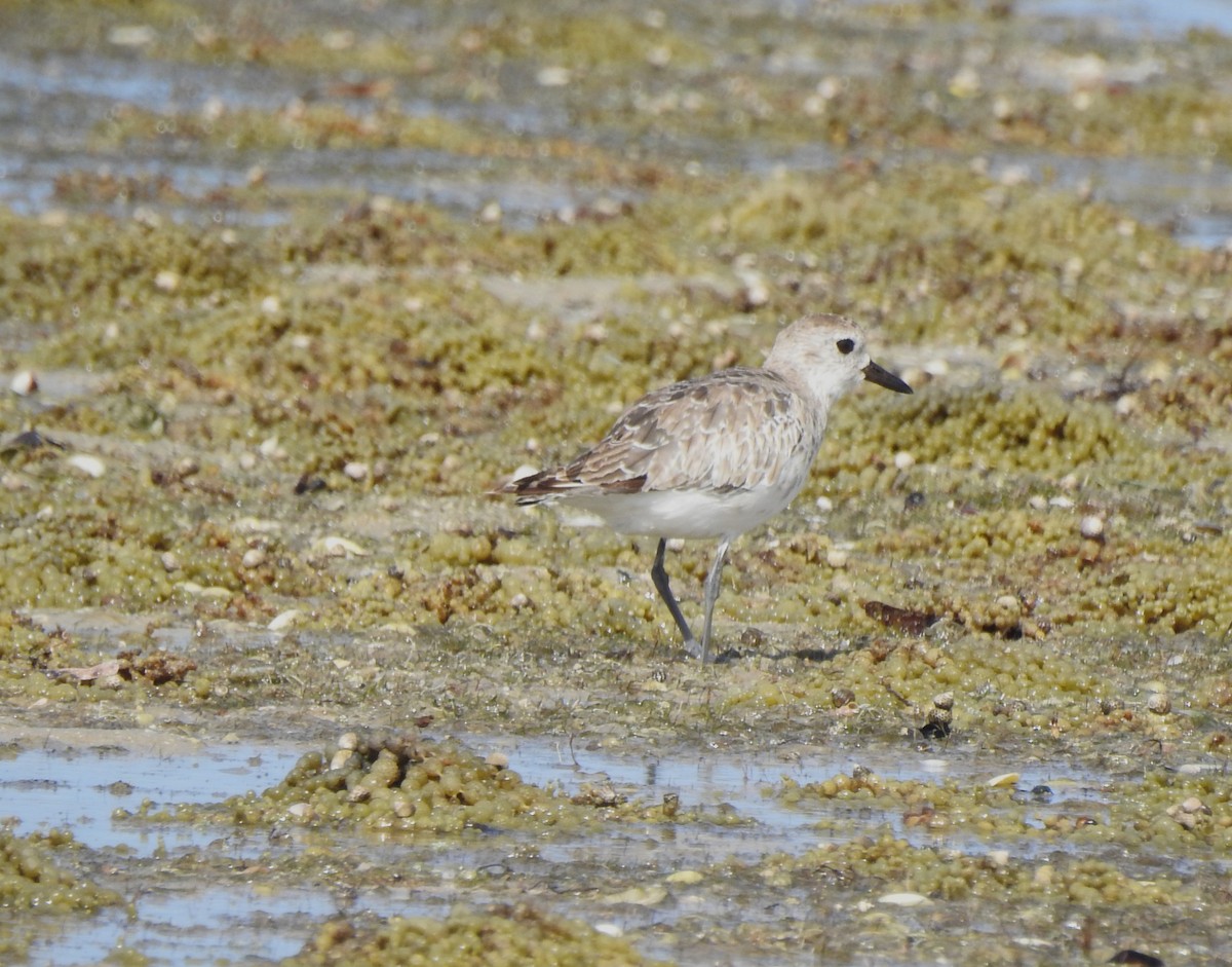 Black-bellied Plover - ML647546272
