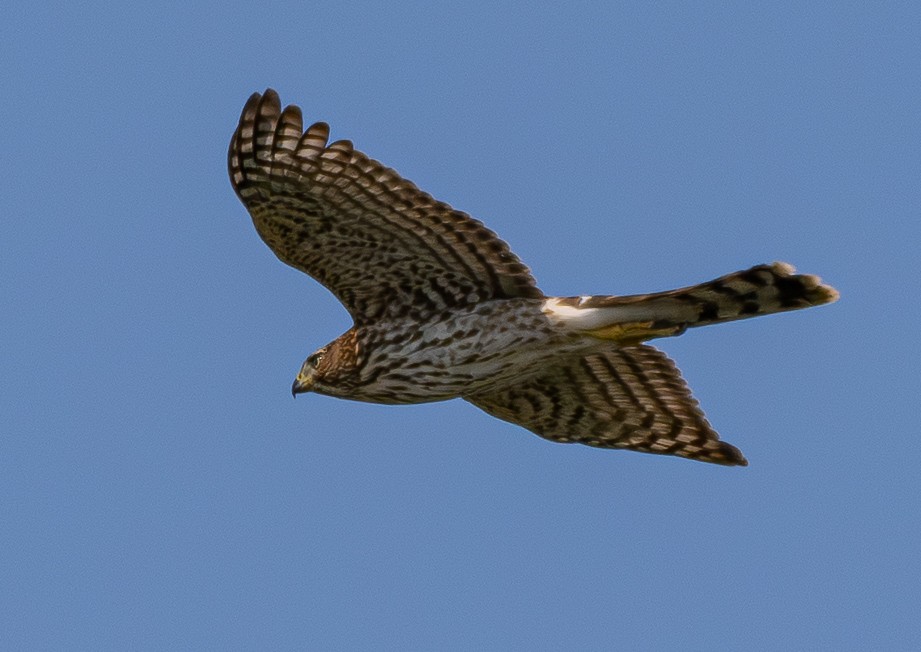 Cooper's Hawk - ML647546274