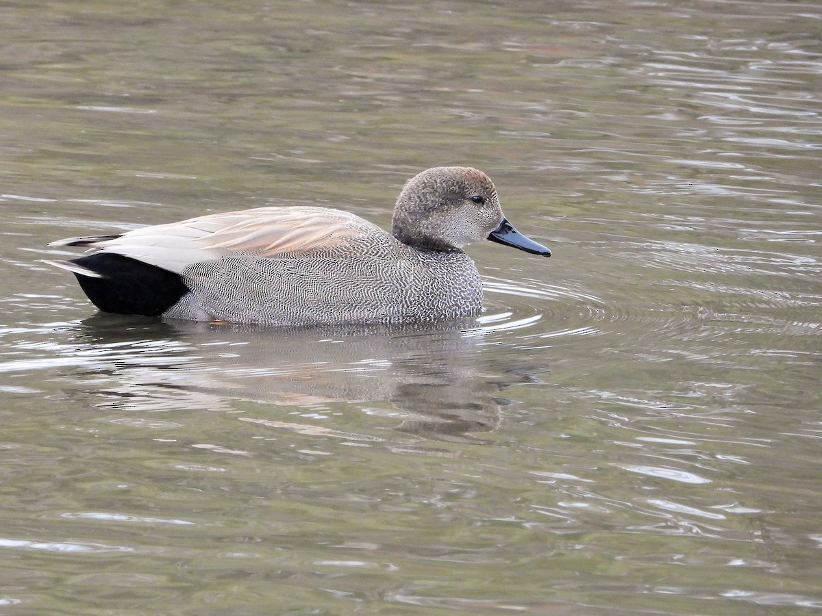 オカヨシガモ - ML647546276