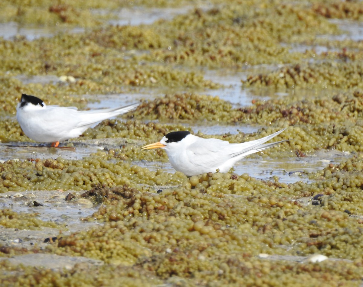 Australian Fairy Tern - ML647546293