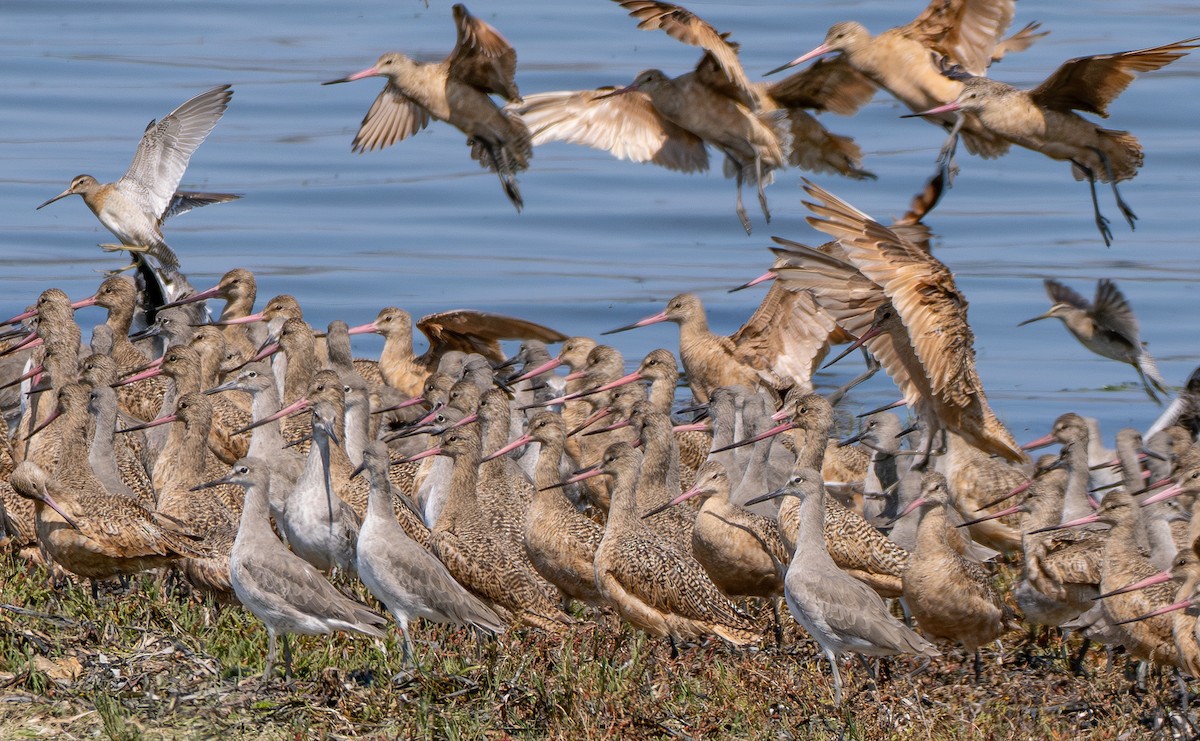Marbled Godwit - ML647546298