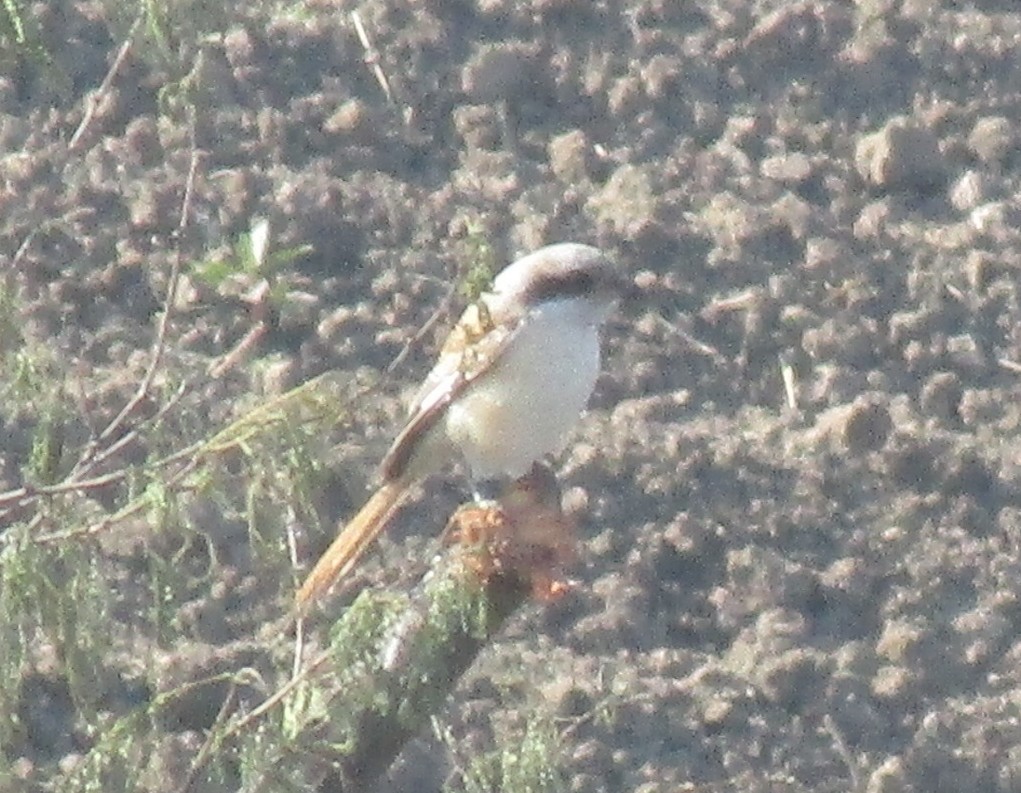 Alcaudón Dorsicastaño - ML647546331