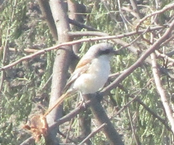 Alcaudón Dorsicastaño - ML647546334