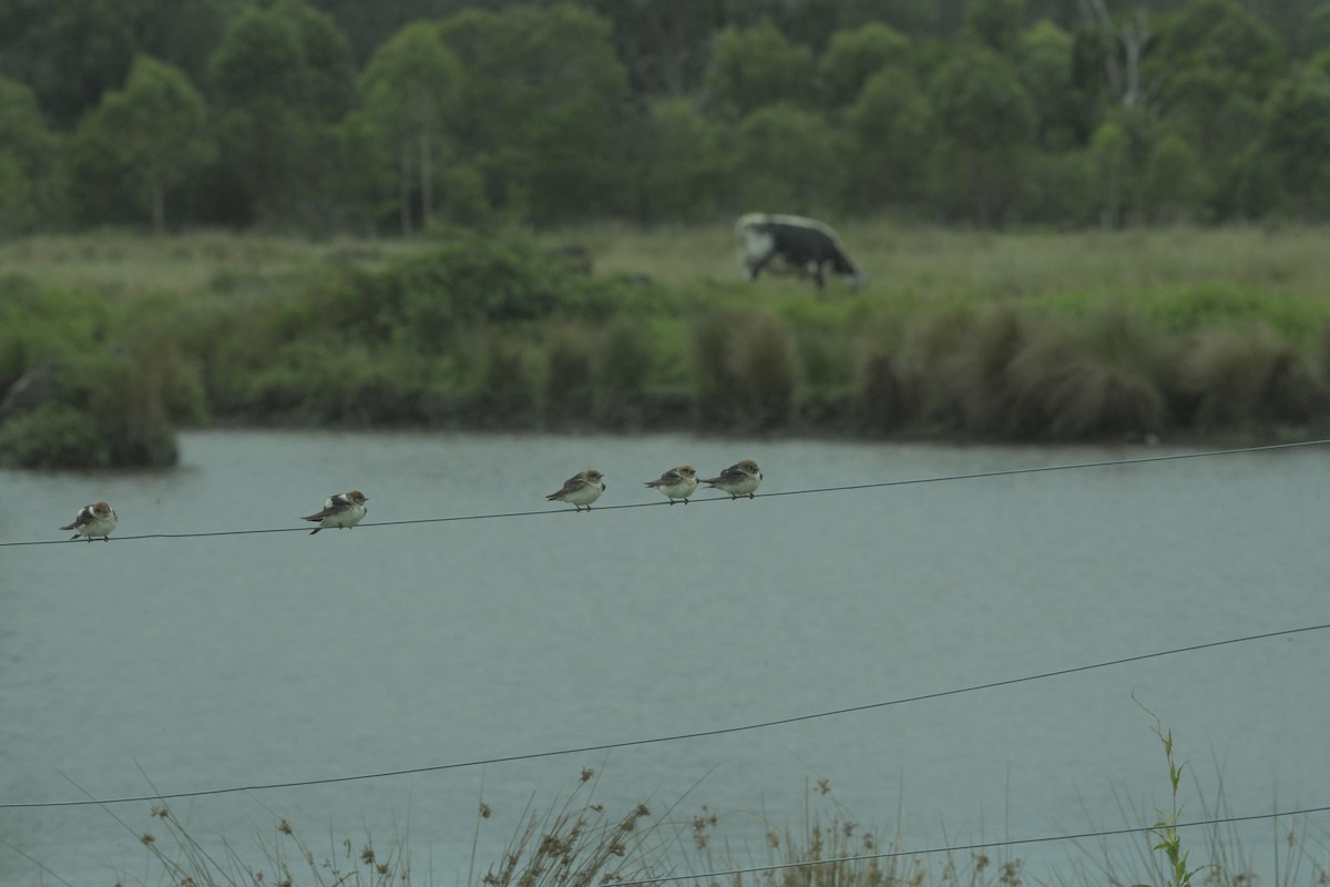 Golondrina Ariel - ML647546337