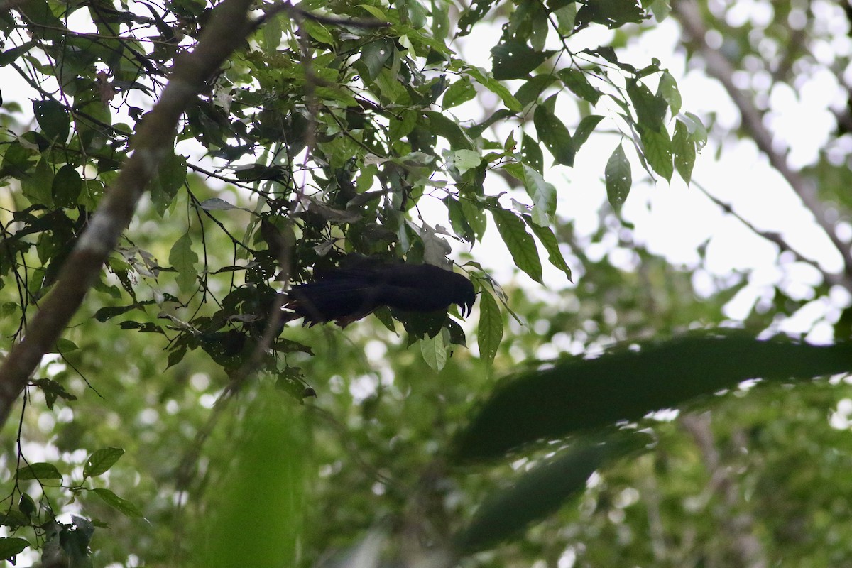 Urraca de Raquetas - ML647546344