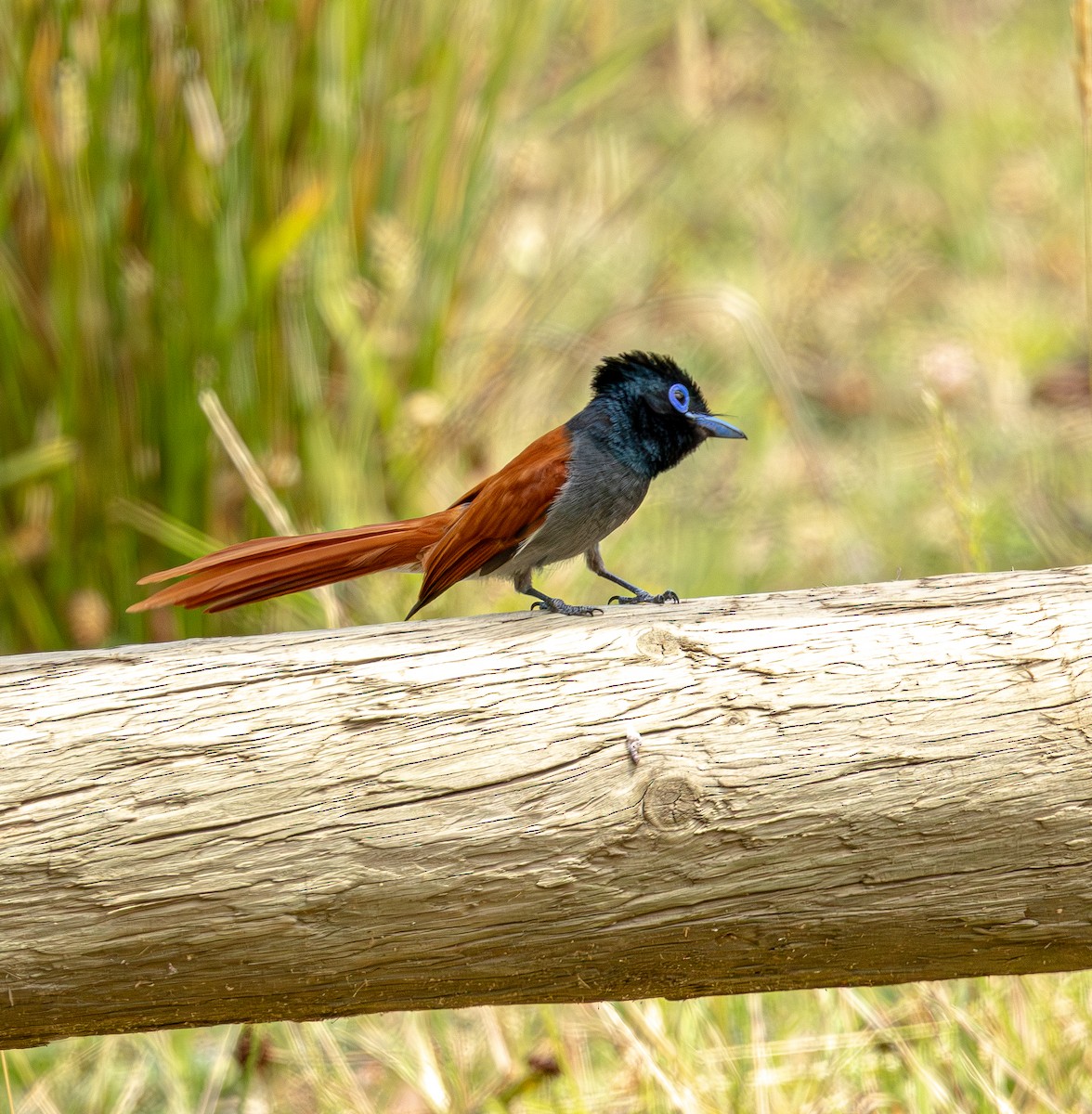 Monarca Africano - ML647546346