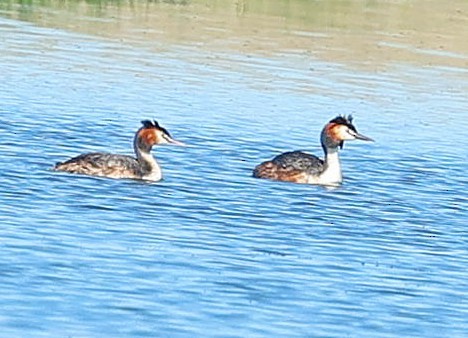 Somormujo Lavanco - ML647546347