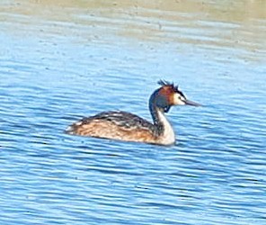 Somormujo Lavanco - ML647546348