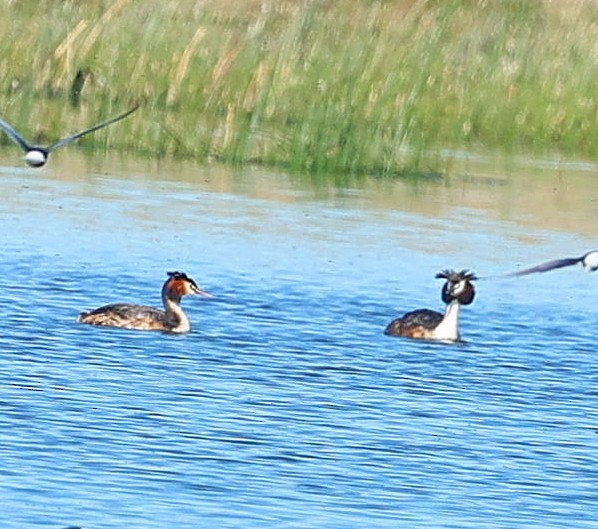 Somormujo Lavanco - ML647546349