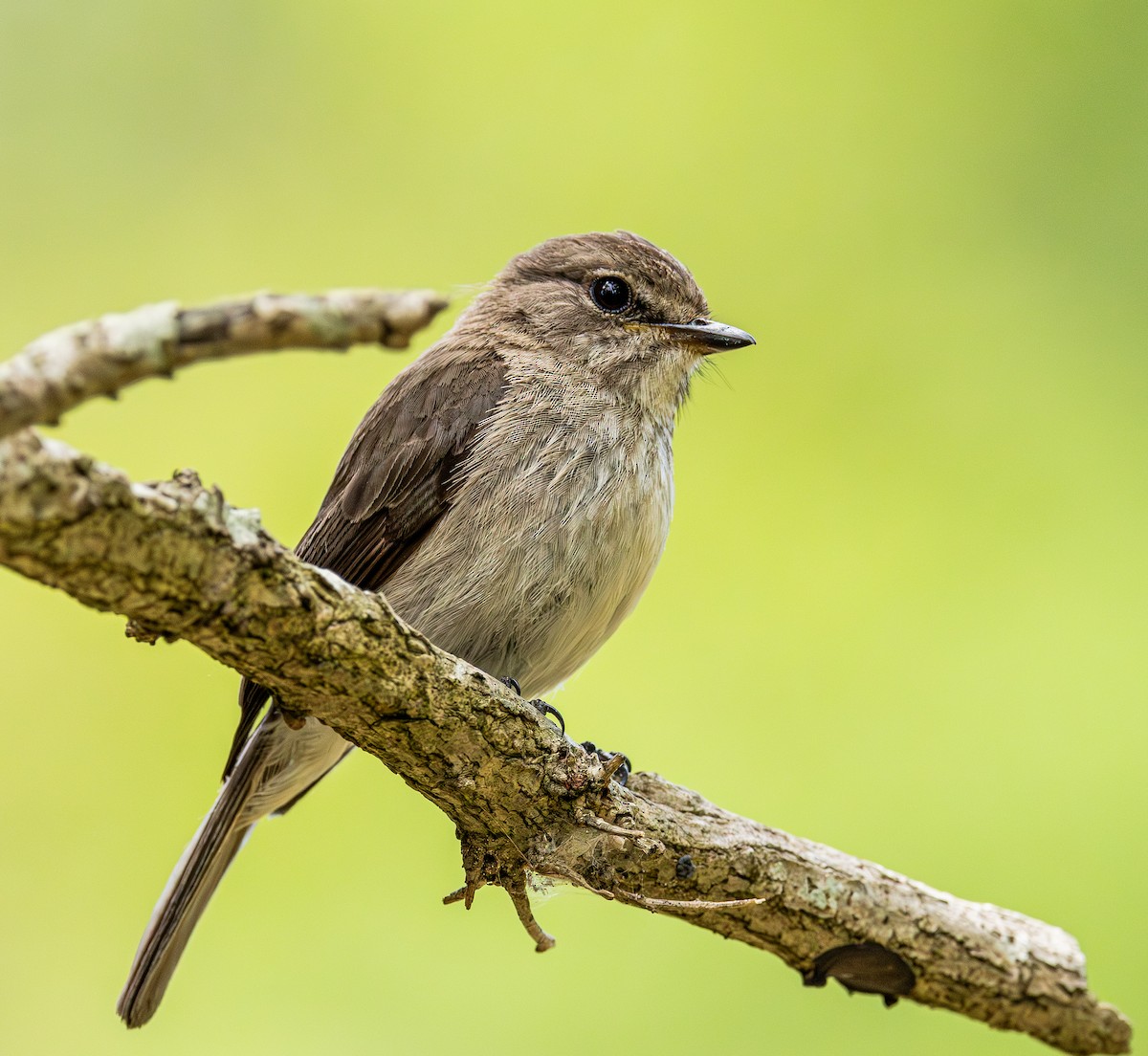 Papamoscas Sombrío - ML647546350