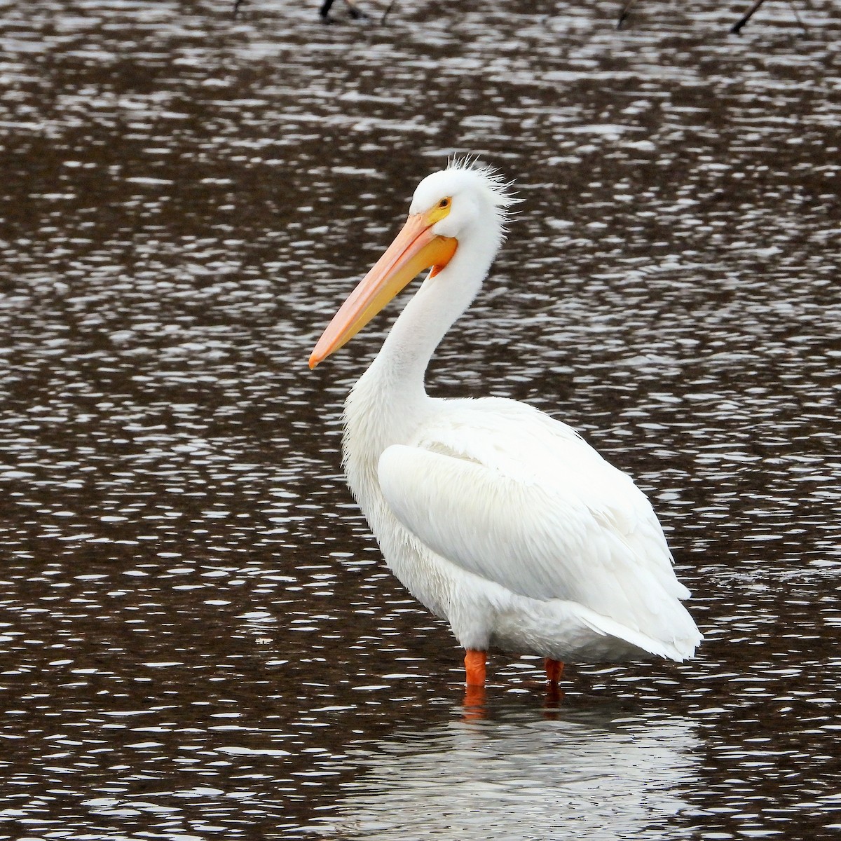 Pelícano Norteamericano - ML647546352