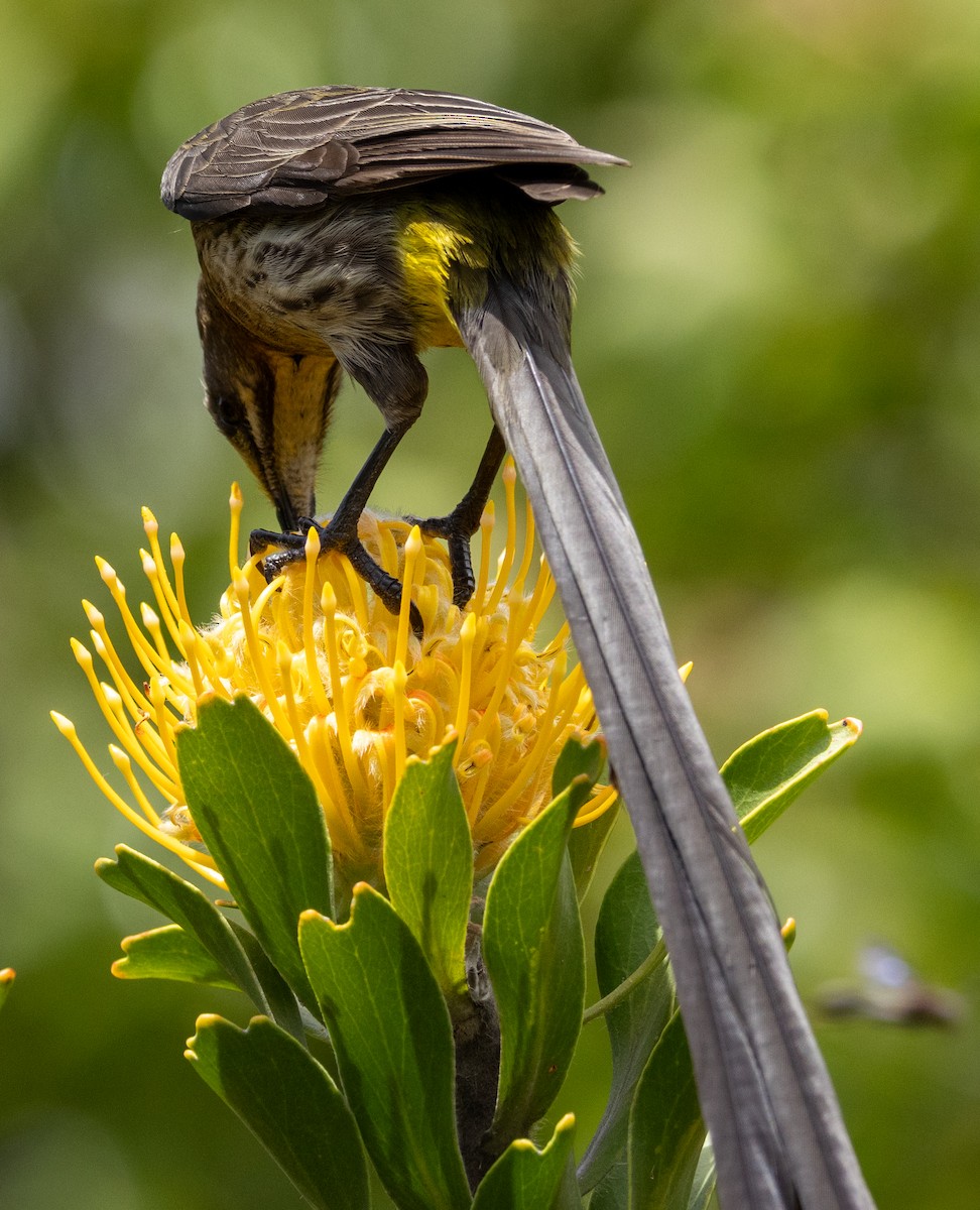 Mielero Abejaruco de El Cabo - ML647546353