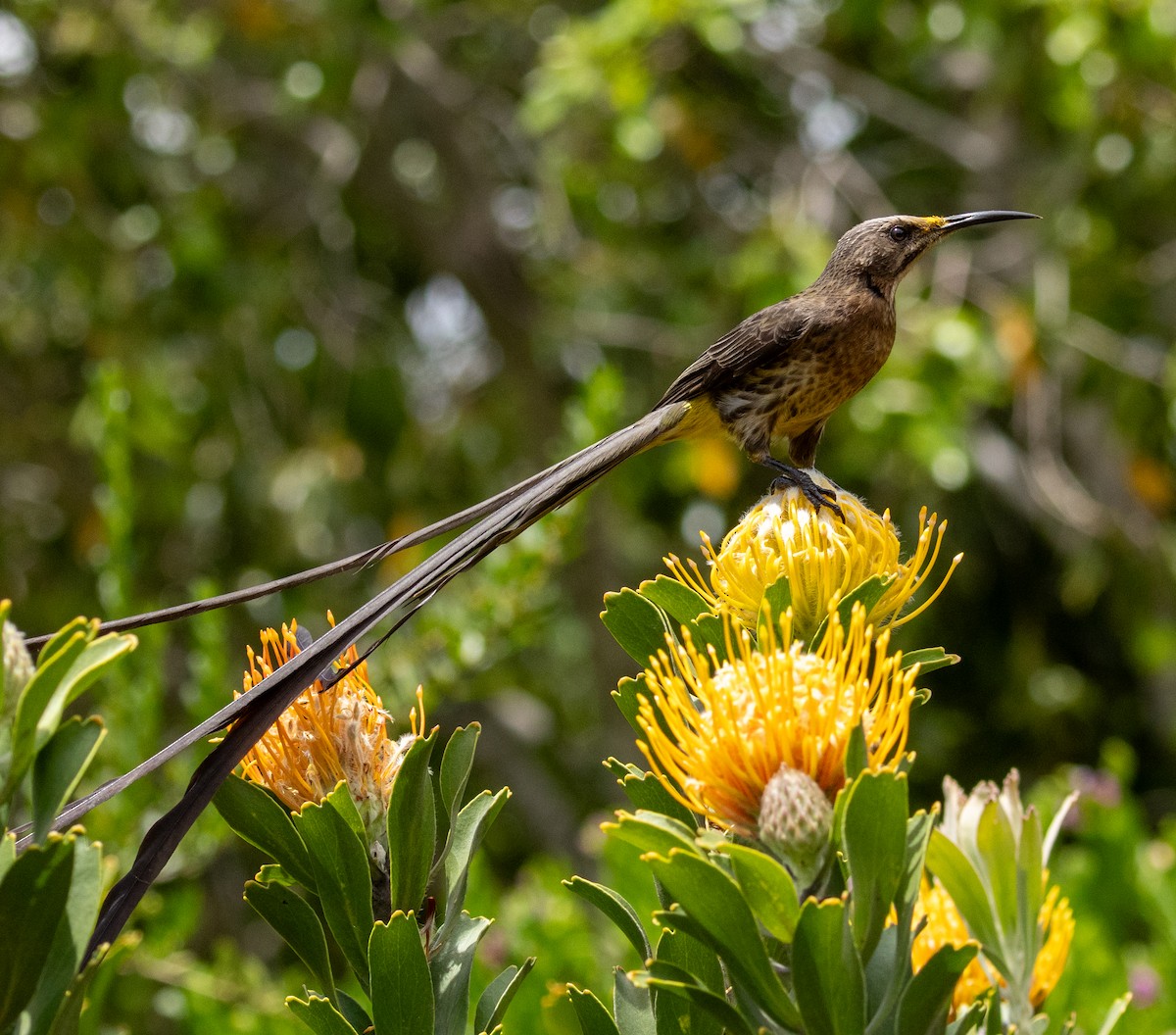 Mielero Abejaruco de El Cabo - ML647546354
