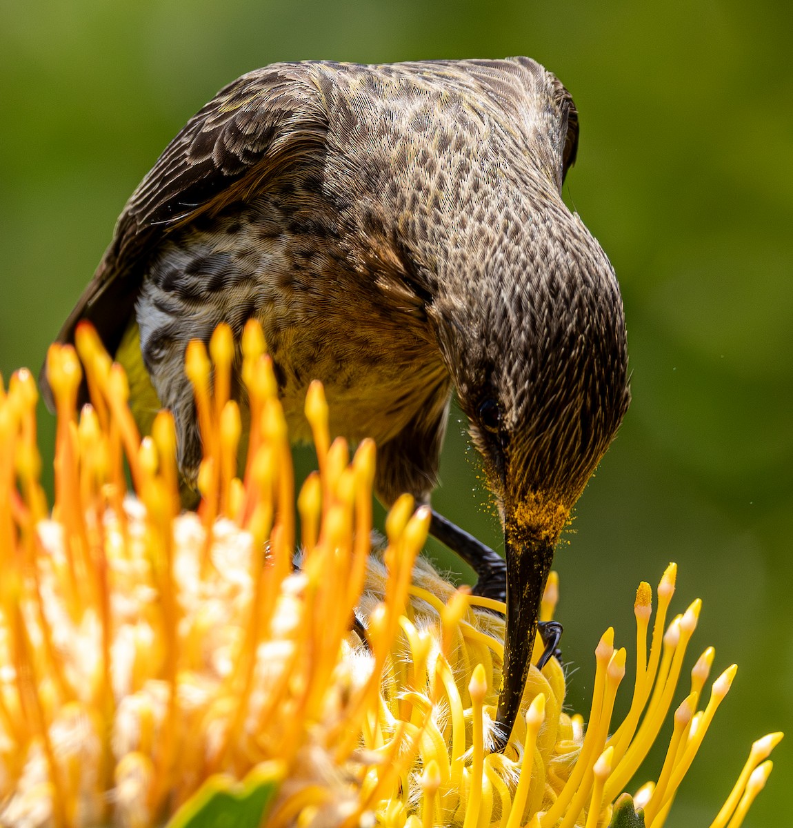 Mielero Abejaruco de El Cabo - ML647546355
