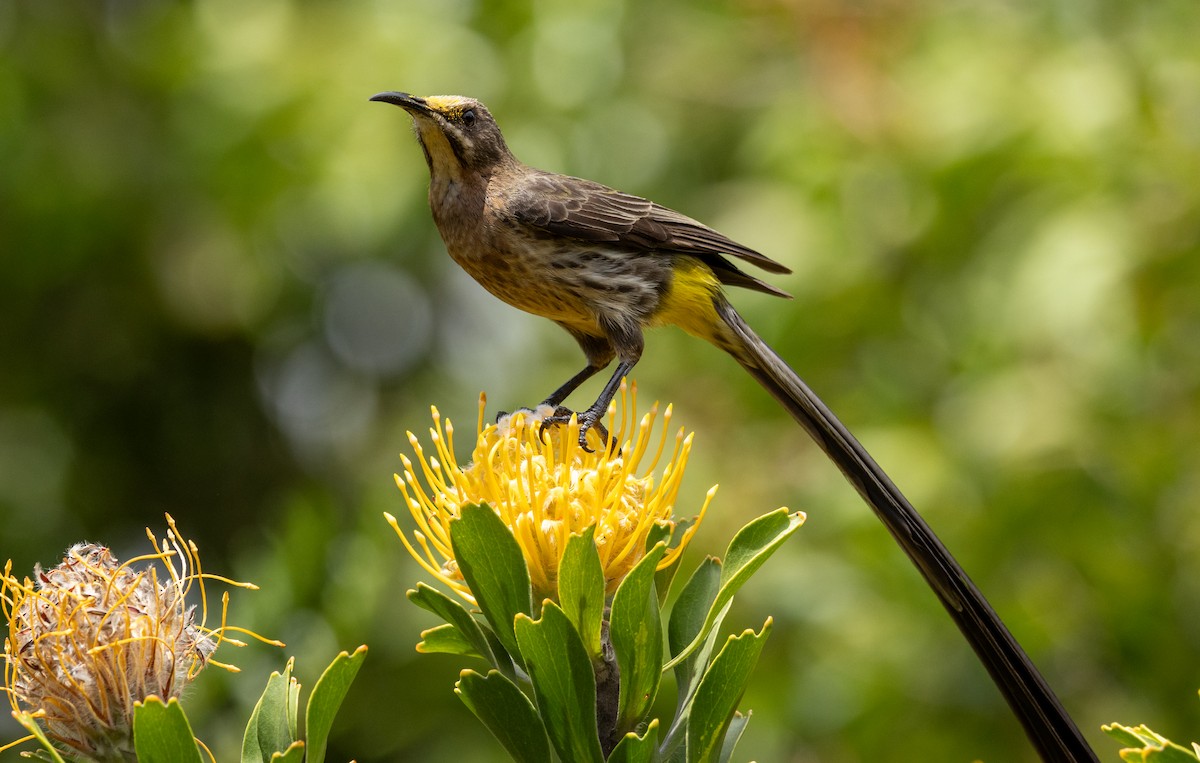 Mielero Abejaruco de El Cabo - ML647546356