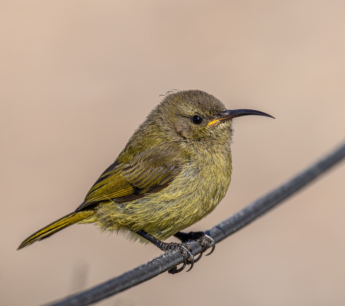 Suimanga Pechinaranja - ML647546358